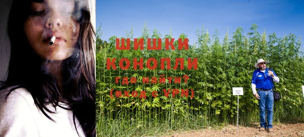 шишки Беломорск